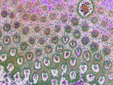 Rat Tongue En Face Section Showing Actin (Orange) Membranes (Magenta) and Nuclei (Green/Cyan)