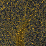 Cerebellar Glia  GFAP Labeling  Confocal Microscopy