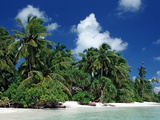 Beach on Maldives  Indian Ocean
