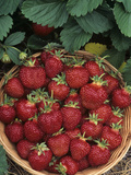 Strawberry (Cavendish Variety) Harvest in a Basket
