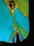 Close-Up of Greentroat Parrotfish