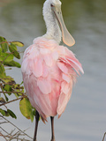Roseate Spoonbill (Ajaia Ajaja) in Black Mangroves  Coastal Wetlands