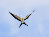 Swallow-Tailed Kite (Elanoides Forficatus) in Flight with Nesting Material in its Bill