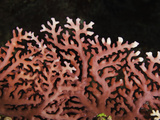Red Lace Coral (Distichopora Violacea)  Yap  Micronesia