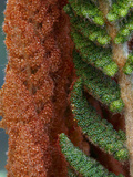 Cinnamon Fern