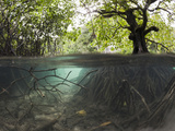 Split Image of Mangroves and their Extensive Underwater Prop Root System  Risong Bay