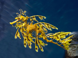 Leafy Sea Dragon (Phycodurus Eques)  Australia