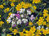 Spring Wildflowers  Johnny Tuck (Triphysarieriantha Rosea) and Goldfields (Lasthenicalifornica)