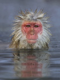 Japanese Macaque