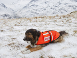 A Sarda or Search and Rescue Dog Association Dog