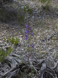 Anderson's Larkspur (Delphinium Andersonii)  Great Basin National Park  Great Basin Desert  Nevada