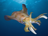Bigfin Reef Squid (Sepioteuthis Lessoniana)  Daedalus Reef  Red Sea  Egypt