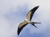 Swallow-Tailed Kite (Elanoides Forficatus) in Flight