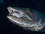 Great Barracuda  Tulamben  Bali  Indonesia