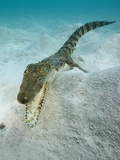 Saltwater Crocodile Swimming over the Sandy Sea Floor (Crocodylus Porosus)  Micronesia  Palau