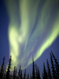 Aurora Borealis over Silhouetted Spruce Trees  Alaska  USA