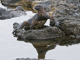 Marine Iguana (Amblyrhynchus Cristatus)  Galapagos Islands  Ecuador