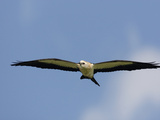 Swallow-Tailed Kite Flying and Hunting (Elanoides Forficatus)