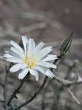 Desert Chicory (Rafinesquia Neomexicana)  Joshua Tree National Park  Mojave Desert  California  USA