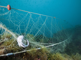 Fish Caught in a Lost Fishing Net over Reef  Cap De Creus  Costa Brava  Spain