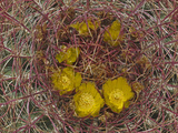 California Barrel Cactus (Ferocactus Cylindraceus)  Joshua Tree National Park  Mojave Desert