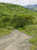 Dirt Road into the Remnants of a Rainforest Near Bukaya in the Fiji Highlands