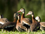Black-Bellied Whistling-Duck Flock (Dendrocygna Autumnalis) on a Pond Shoreline  Florida  USA