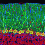 Triple Fluorescent Labeled Section  Purkinje Neurons are Labeled Green  the Glia are Labeled Blue