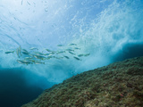 Shoal of Salema Porgy (Sarpa Salpa) Carall Bernat  Medes Islands  Costa Brava