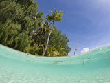 Palm-Lined Beach and Lagoon  Micronesia  Palau