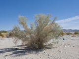 Smoke Tree in a Desert Wash (Psorothamnus Spinosus)  Joshua Tree National Park  Mojave Desert