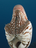 Chambered Nautilus (Nautilus Belauensis)  Micronesia  Palau