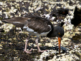 American Oystercatcher (Haematopus Palliatus Galapagensis)  Galapagos Islands  Ecuador