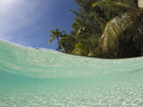 Lagoon and Palm-Lined Beach  Micronesia  Palau