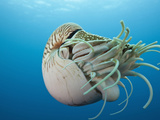Chambered Nautilus (Nautilus Belauensis)  Micronesia  Palau