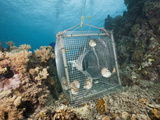 Nautilus Were Trapped from 300 Meters in the Night (Nautilus Belauensis)  Micronesia  Palau