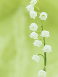 Lily of the Valley Flowers (Convallaria Majalis)  Eastern USA