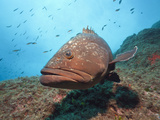 Dusky Grouper (Epinephelus Marginatus)  Carall Bernat  Medes Islands  Costa Brava