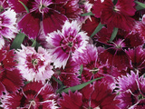 Baby Doll Variety Dianthus Flowers