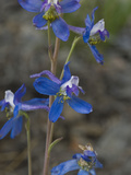 Anderson's Larkspur (Delphinium Andersonii)  Great Basin National Park  Great Basin Desert  Nevada