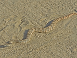 Speckled Rattlesnake (Crotalus Mitchellii)  Joshua Tree National Park  California  Mojave Desert