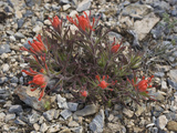 Northwestern Indian Paintbrush  Castilleja Angustifolia)  Great Basin National Park  Nevada