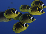 School of Raccoon Butterfly Fish (Chaetodon Lunula)  Hawaii  USA