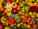 The Tomato Festival in Santa Rosa  California  Local Fruit and Vegtables