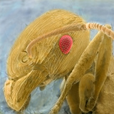 Ant Head  SEM