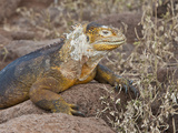Galapagos Land Iguana Shedding (Conolophus Subcristatus)  North Seymour  Galapagos Islands  Ecuador
