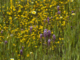 Owl's Clover (Orthocarpus Purpurascens) and Goldfields (Lasthenia) Carrizo Plain National Monument