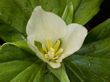 Giant Trillium (Trillium Chloropetalum) Is Native to California