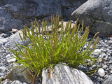 Goose Tongue or Sea Plantain (Plantago Maritima)  Glacier Bay National Park  Alaska  USA