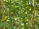Bamboo Stems